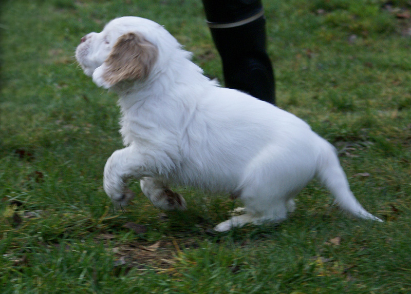 SpiceTwiceAngelo_7weeks_h