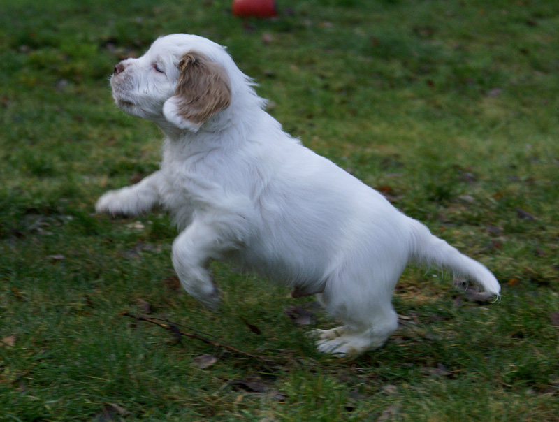 SpiceTwiceAngelo_7weeks_i