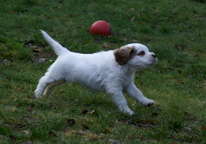 SpiceTwiceAngelo_7weeks_j