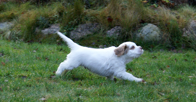 SpiceTwiceAngelo_7weeks_m