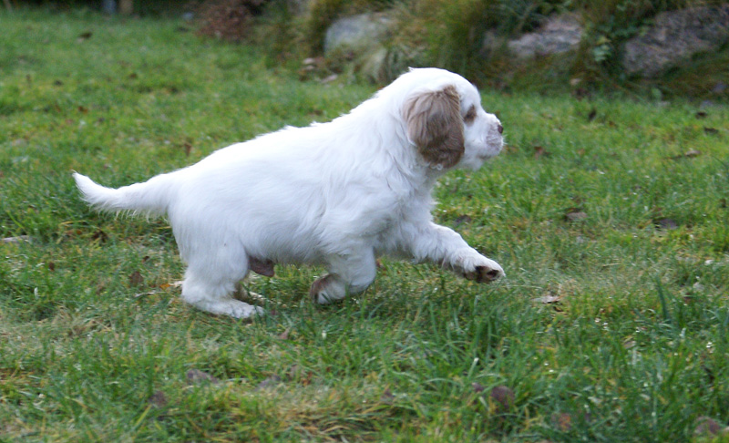 SpiceTwiceAngelo_7weeks_n