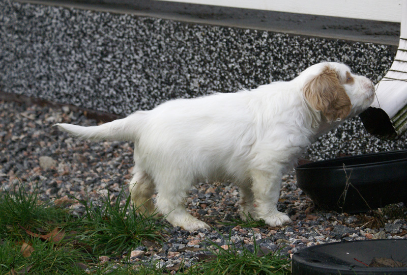 SpiceTwiceAngelo_7weeks_o