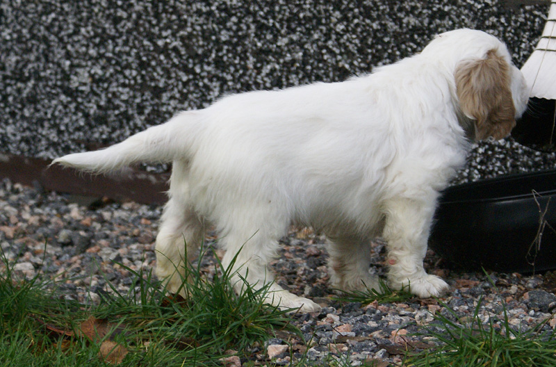 SpiceTwiceAngelo_7weeks_p