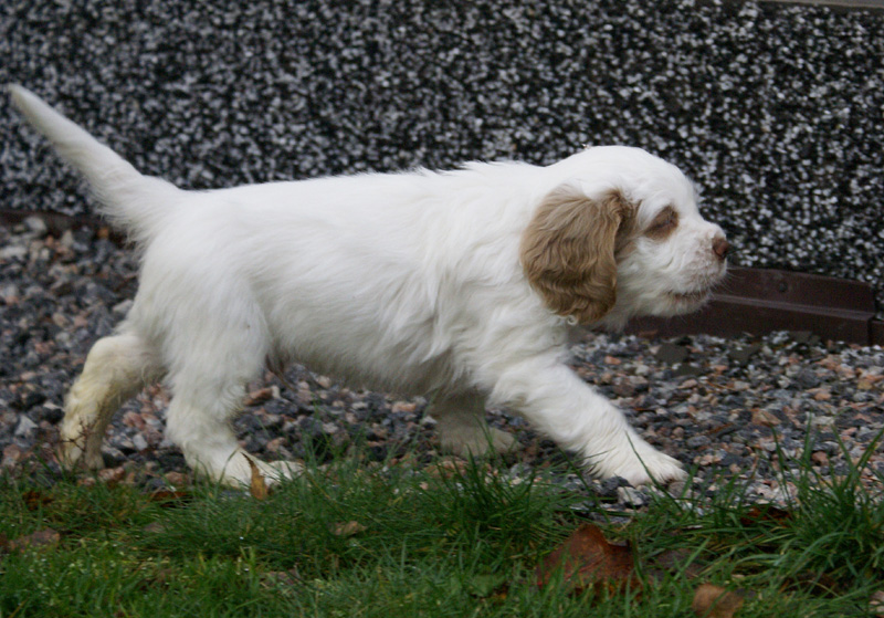 SpiceTwiceAngelo_7weeks_q