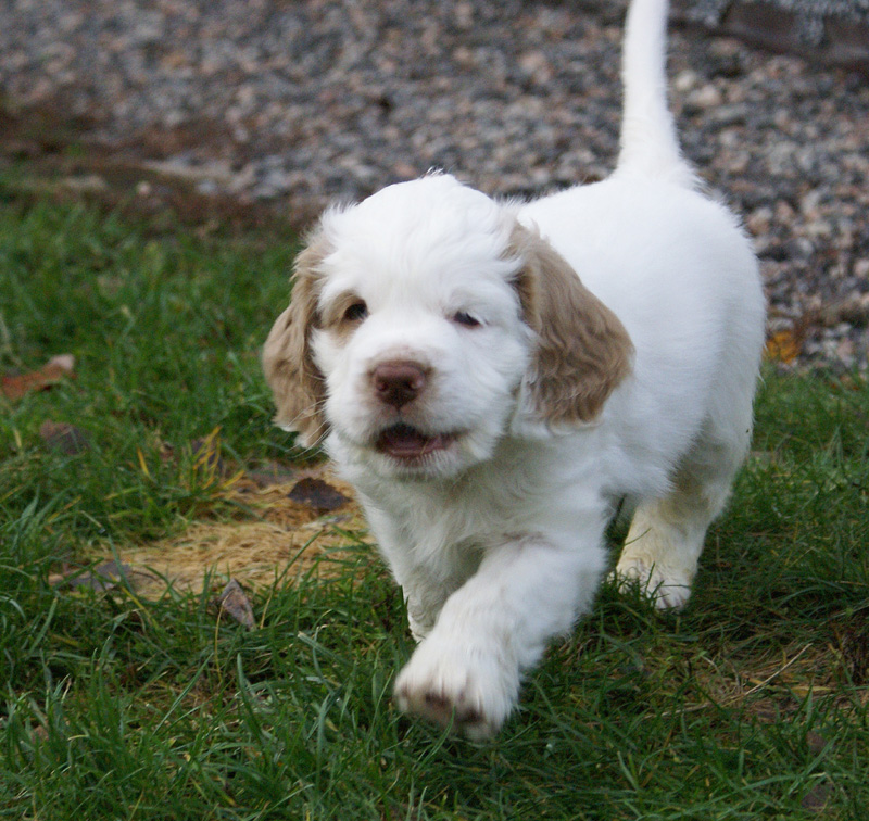 SpiceTwiceAngelo_7weeks_s