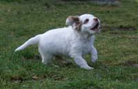 SpiceTwiceAngelo_7weeks_b