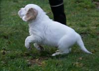 SpiceTwiceAngelo_7weeks_h