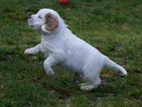 SpiceTwiceAngelo_7weeks_i