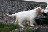 SpiceTwiceAngelo_7weeks_o