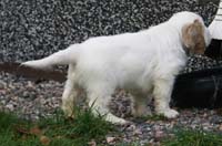 SpiceTwiceAngelo_7weeks_p