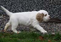 SpiceTwiceAngelo_7weeks_q