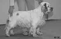 Rosie going for Best of Opposite Sex in Spaniel Club's Annual Specialty 