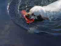 Spice Twice Radiant Rosemary